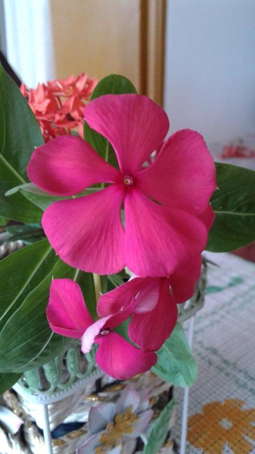 Seychelles Yellow Petals Anse Boileau Екстер'єр фото