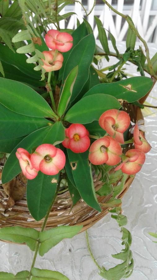Seychelles Yellow Petals Anse Boileau Екстер'єр фото