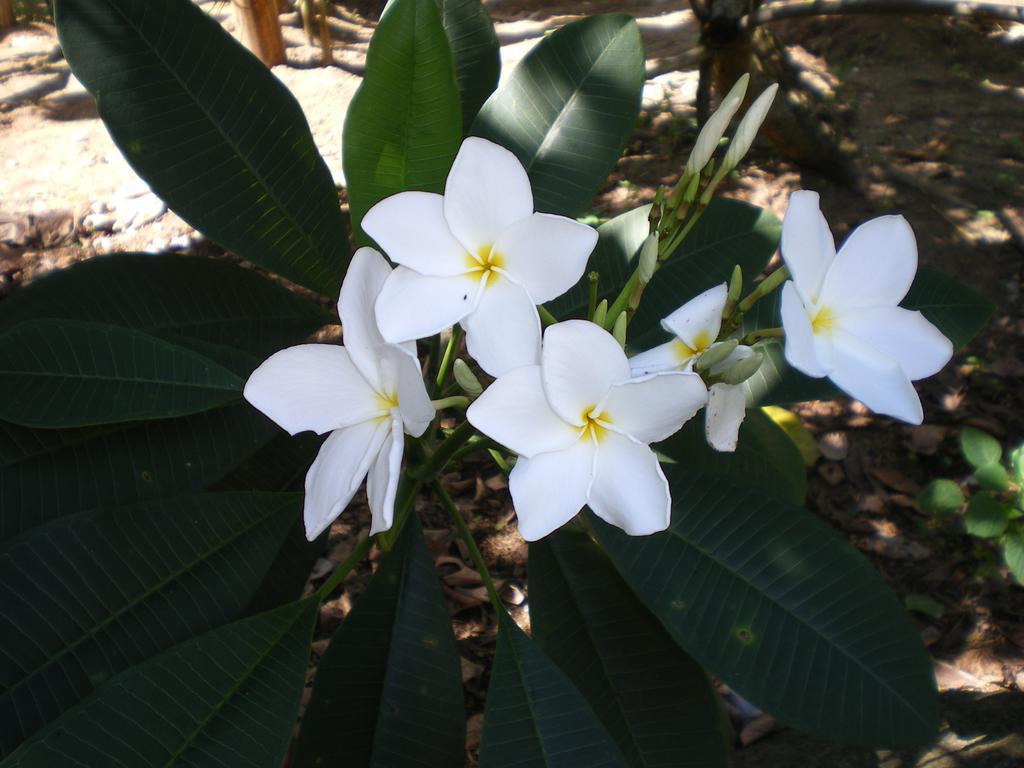 Seychelles Yellow Petals Anse Boileau Екстер'єр фото