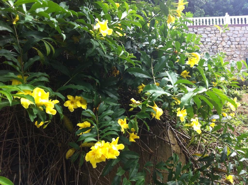 Seychelles Yellow Petals Anse Boileau Екстер'єр фото
