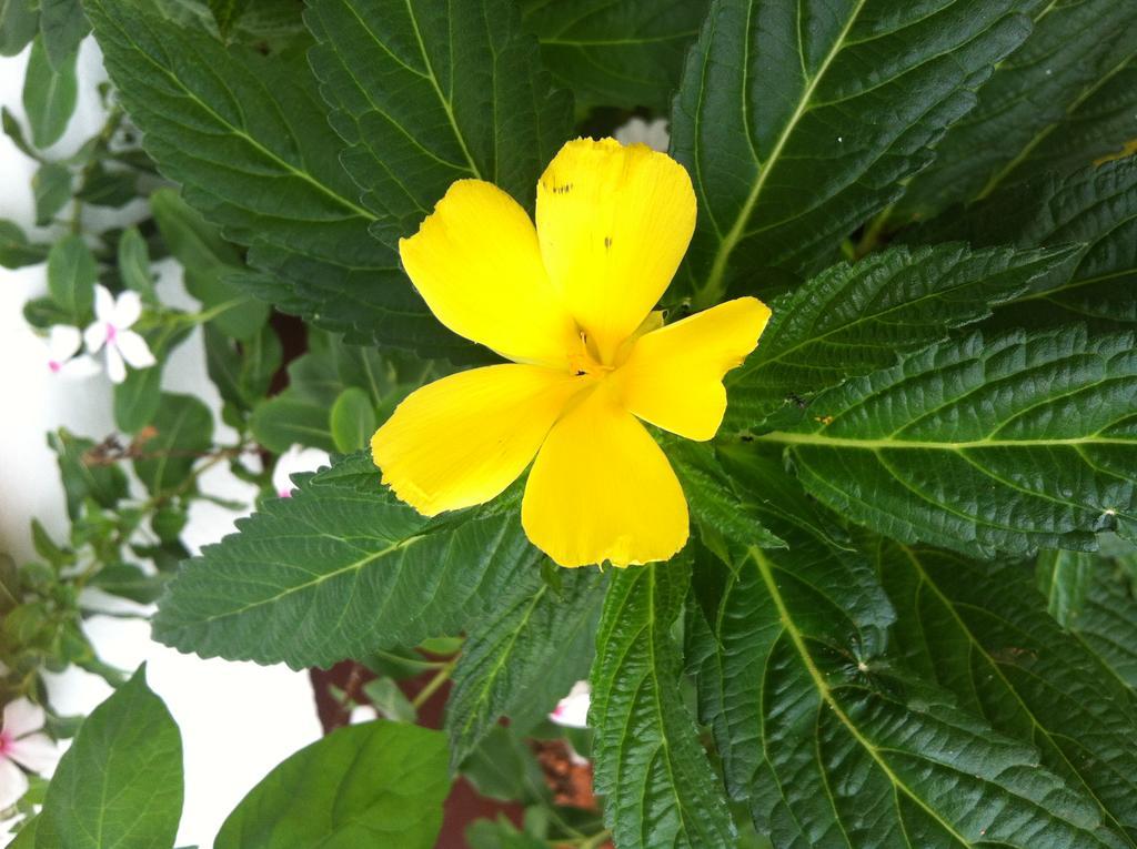 Seychelles Yellow Petals Anse Boileau Екстер'єр фото