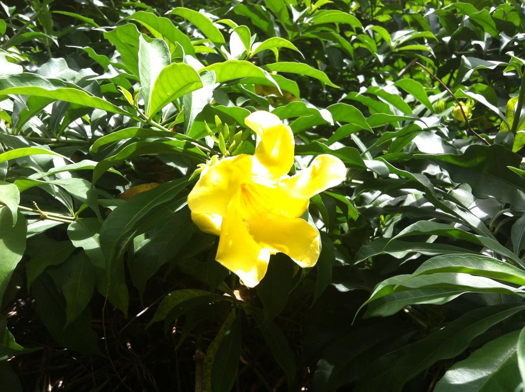 Seychelles Yellow Petals Anse Boileau Екстер'єр фото